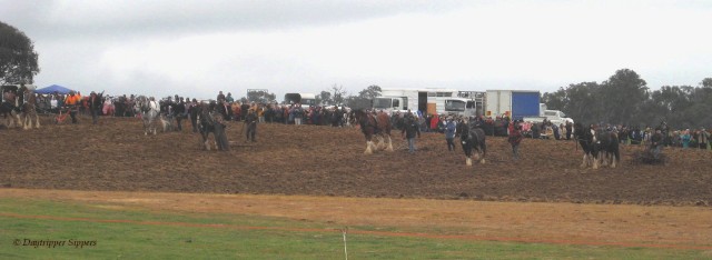 Heavy horses ploughing for the World Record set at Yass, NSW, Australia on 4 May 2014