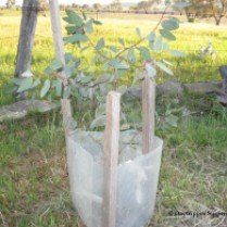 Ironbark tree sapling planted 2014