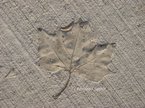 Leaf imprint in cement path, Riverbank Park, Yass, NSW, Australia