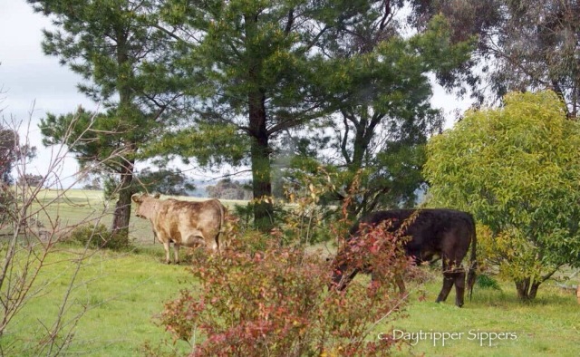 The neighbours cows in our backyard.